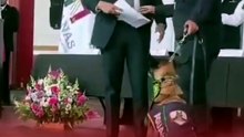 Despiden con honores a perritos de la Unidad Canina de la ANAM tras años de servicio