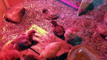 The chicken swarm doth swarm. | #SparklegleamFarm #Chicken #farm #farmanimals #cute