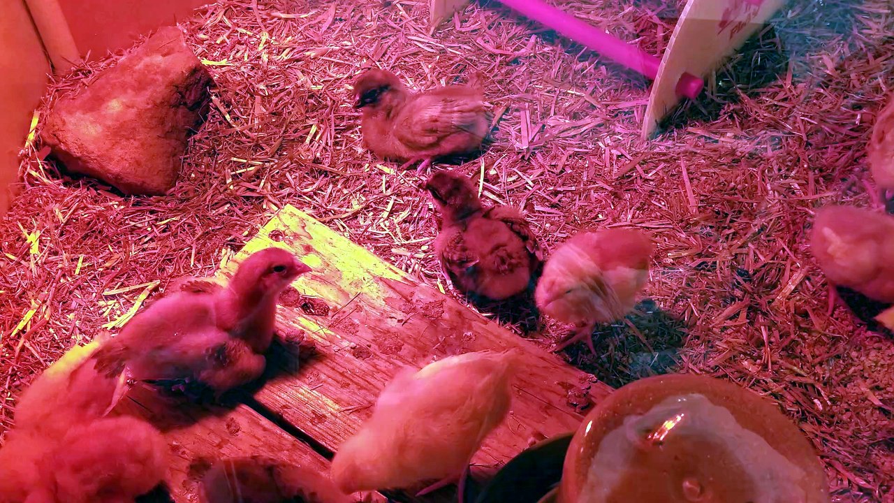 The chicken swarm doth swarm. | #SparklegleamFarm #Chicken #farm #farmanimals #cute