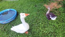 Lemongrab's resting cranky face can't take away how handsome he was here. | #SparklegleamFarm #Lemongrab #homestead #geese #farmanimals #soft #cute