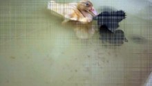 DVD leads a voyage across the vast seas of the bath tub. | #SparklegleamFarm #DVD #DickVanDuck #MTM #MaryTylerMolt #farm #duck #farmanimals #soft #cute