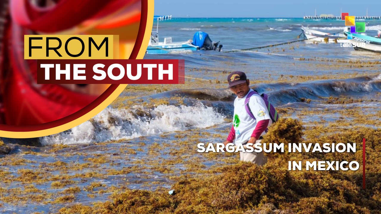 Massive sargassum invasion threatens tourism in Mexico