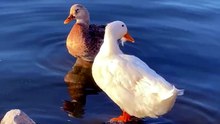 Two Ducks Enjoying a Peaceful Moment by the Water 🦆💙