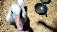 Head pats for Lemonhope as she settles in. | #SparklegleamFarm #Lemonhope #farm #geese #farmanimals #soft #cute