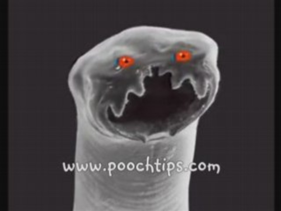 Gross Symptoms Of Dog Worms Video