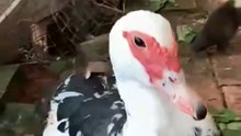 CY_Baby_Ducks_Follow_First_Thing_They_See!_🦆😆