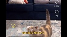 Animali divertenti