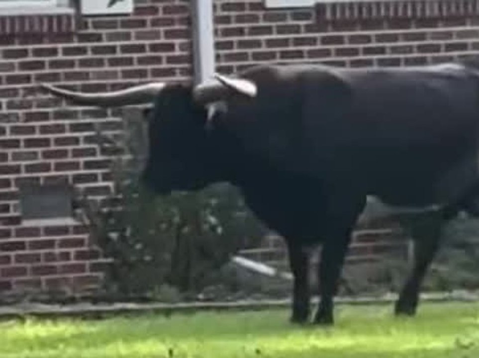 Wie im wilden westen: beamte jagen stier zu pferd und mit lasso