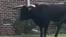 Wie im Wilden Westen: Beamte jagen Stier zu Pferd und mit Lasso