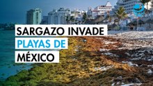 Playas vacías y "olor insoportable": México libra dura batalla contra el sargazo