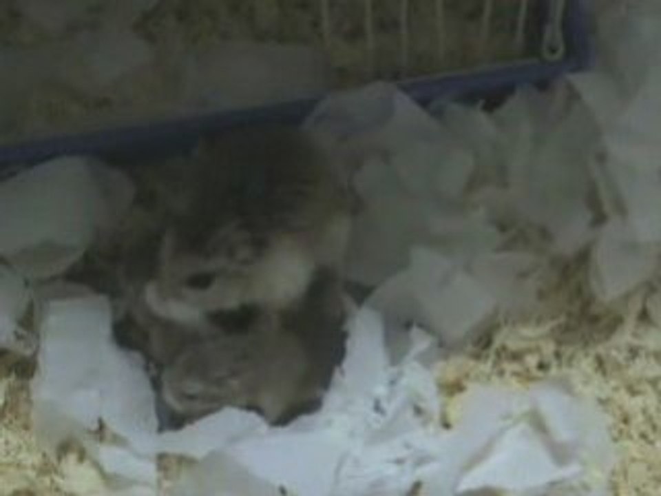 baby hamster