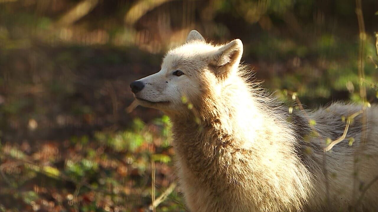 100 jours avec les animaux de Cerza, le plus grand zoo de Normandie