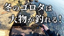 【穴釣り】冬のゴロタは大物が釣れる！