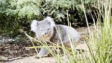 why koalas have chlamydia