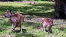 do kangaroos have chlamydia