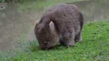 how big is wombat poop