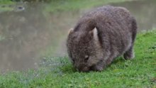how wombat fight