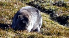 what wombats are in tasmania