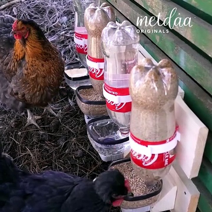 DIY chicken feeding dispensers! 🐔