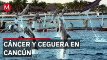 Nueve delfines sufren cáncer y ceguera en Cancún mientras continúan visitas turísticas