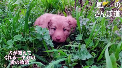 （たおやかインターネット放送)風の散歩道映画紹介犬が教えてくれる、一生分の愛の物語Film Review: A story of a lifetime’s worth of love, as taught by a dog