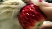 Strawberryyy