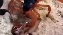 ESSE ESCORPIÃO PODE ESTAR NA SUA CASA AGORA