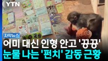 [자막뉴스] 세계를 울린 아기 원숭이 '펀치'...감동적인 근황 / YTN
