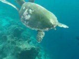 Maldives Tortues