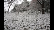 Rikugien: Since it snowed in Tokyo, I wanted to see a snowy landscape somewhere