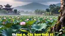 🐉 Tỵ (Rắn) - Tử Vi Con Giáp 09/08/2026
