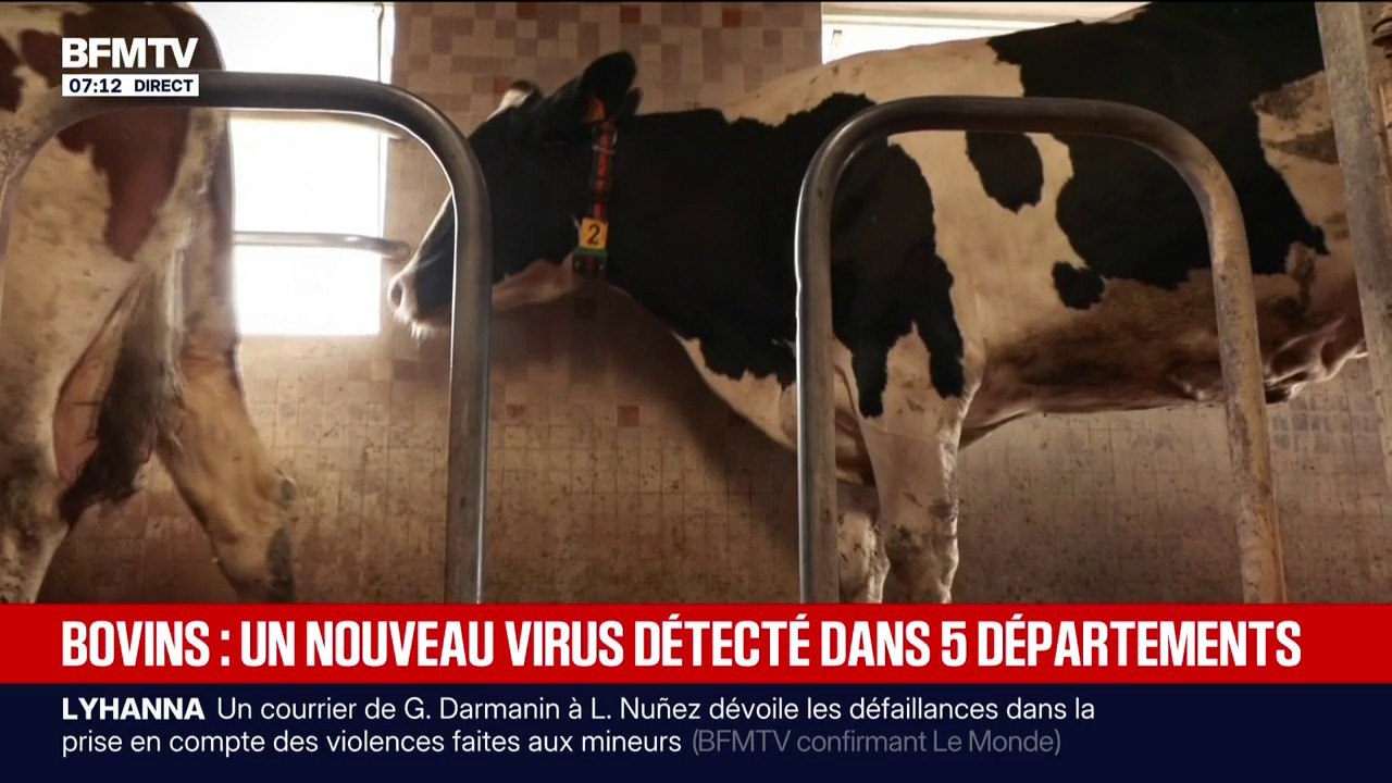 Bovins: un nouveau virus détecté dans cinq départements