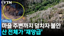 [자막뉴스] 걷잡을 수 없는 대발생..."전염되면 100% 고사" / YTN