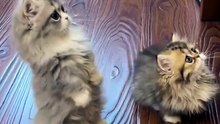 The Whole Squad Standing Up for Treats