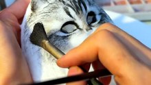 Cats Lovers Amazing  #fry #cat #cats
