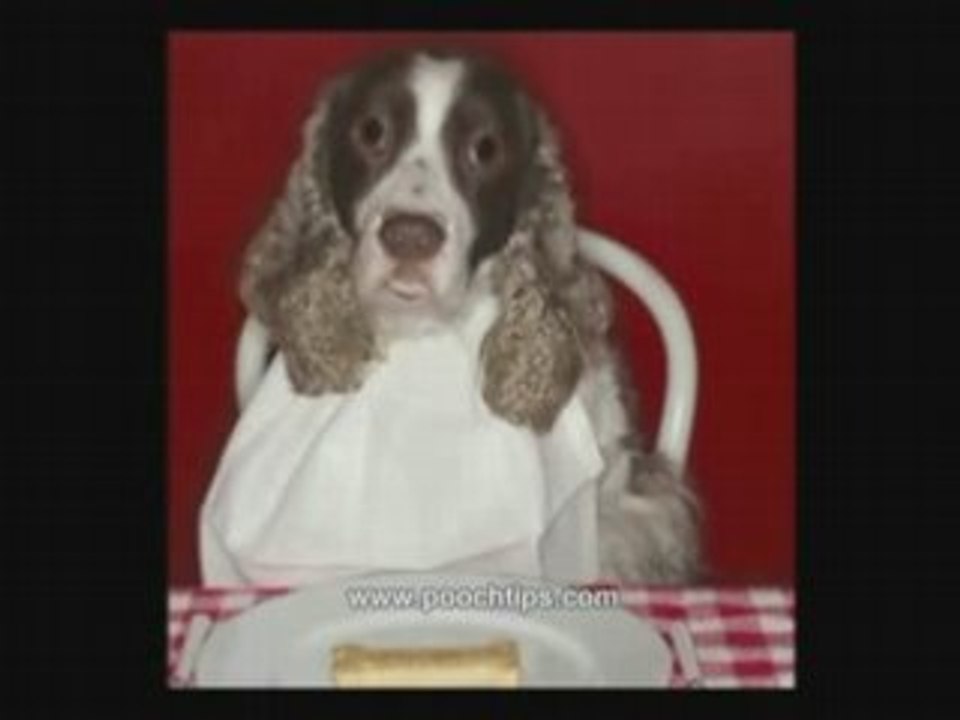 Does Your Dog Eat Too Much Junk