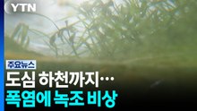 소양호·대청호 이어 도심 하천까지...폭염에 녹조 비상 / YTN