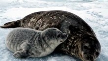 Weeks to Learn a Lifetime of Survival | Weddell Seal Pup | Deep Wildlife