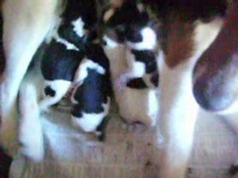 mes petit chiot
