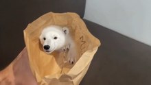 小袋の中の赤ちゃん白くま