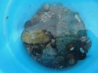 Bigorneaux et Bernard L'hermitte