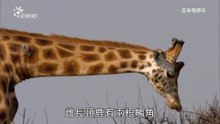 Life Story @ Albertine Rift Valley Of Africa 生命物语 @ 非洲艾伯丁裂谷