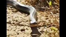 The Deadliest Snake on Earth?