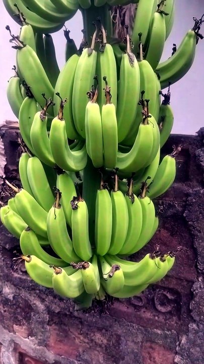 Fresh Bananas Growing in My Backyard | Homegrown in Tripura 🌿