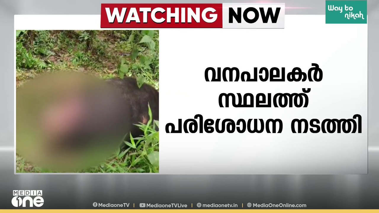 വയനാട് വെള്ളച്ചാലിൽ കടുവ പോത്തുകളെ കൊന്നു; വനപാ...