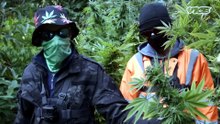 Así es una plantación secreta de marihuana a la vista de todos | High Society