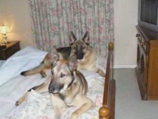 les chiens et chat et oiseau