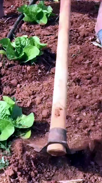 Hoeing is important for lettuce.