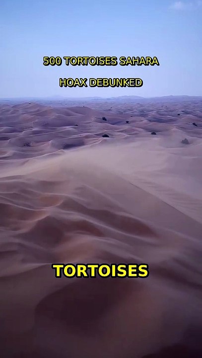 500 Tortoises? Sahara Hoax Debunked! 🐢