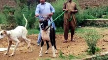 Pakistani mastif dog video #dog #doglover